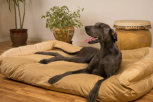 Best Indestructible Dog Beds