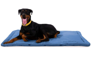 Best Indestructible Dog Beds