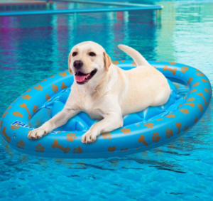 Best Dog Pool Floats