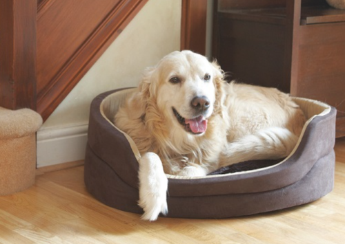 Best Orthopedic Dog Bed