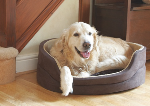 10 Best Orthopedic Dog Bed for Arthritis, Senior Dogs & Pain Relief