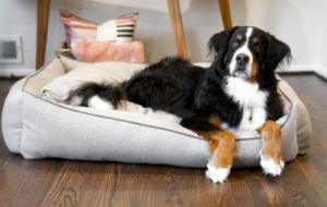 Best Orthopedic Dog Bed