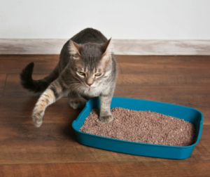 Best Low Dust Clumping Litter