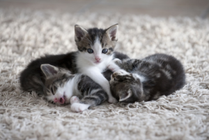 Best Litter for Kittens