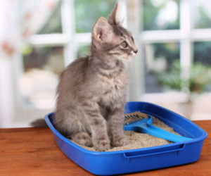 Best Clumping Cat Litters