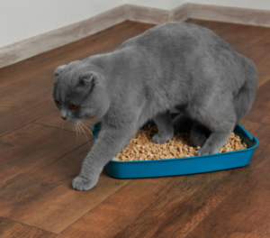 Best Non-Tracking Cat Litters