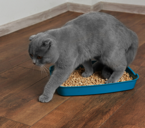 Best Non-Tracking Cat Litters