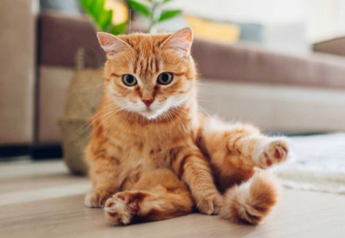 Best Cat Hairball Remedies