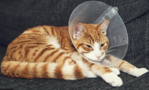 Best Cat Cone Collars