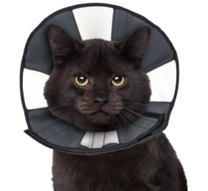 Best Cat Cone Collars