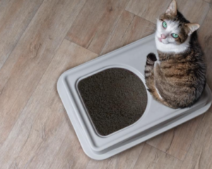 Best Top Entry Litter Boxes