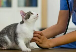 Best Dewormers for Cats