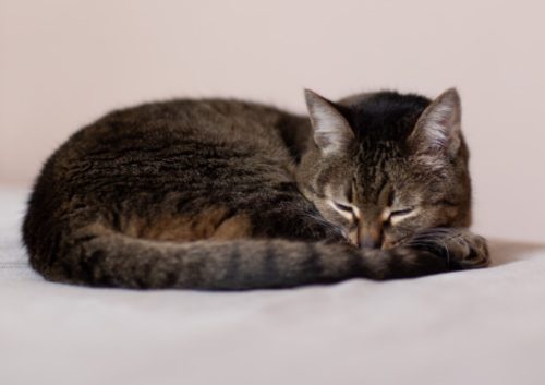 Best Dewormers for Cats