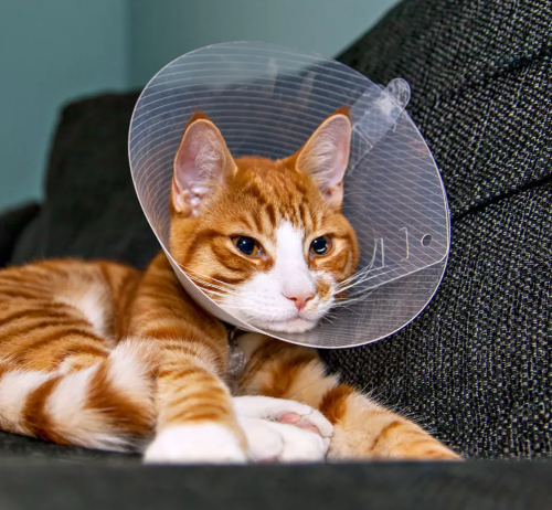 Best Cat Cone Collars