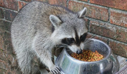 Best Raccoon Proof Cat Feeders