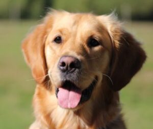 Best Dog Food for Golden Retrievers