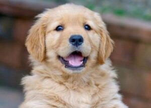 Best Dog Food for Golden Retrievers