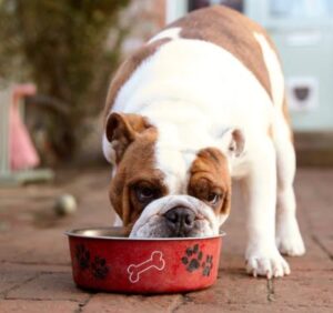 Best Dog Food Toppers For Picky Eaters