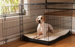 Best Dog Crates with Dividers