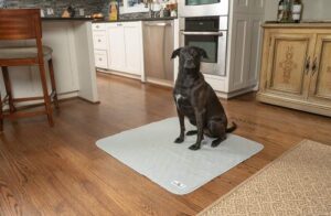 Best Washable Dog Pee Pads