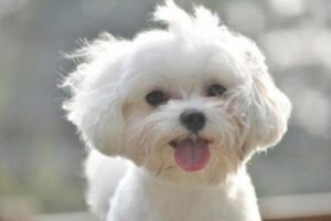 Best Dog Food for Maltese to Prevent Tear Stains