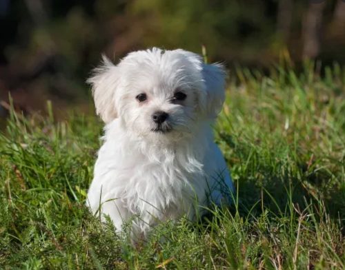 Best Dog Food for Maltese to Prevent Tear Stains