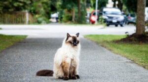 Best Outdoor Cat Litter Boxes