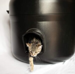 Best Outdoor Cat Litter Boxes