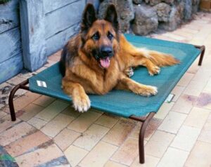 Best Cooling Dog Beds