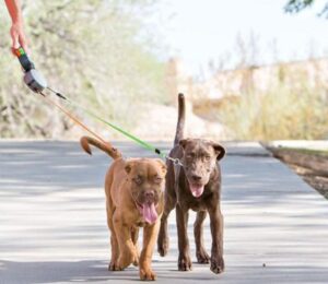 Best Double Dog Leashes