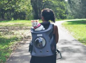 Best Soft-Sided Cat Carriers