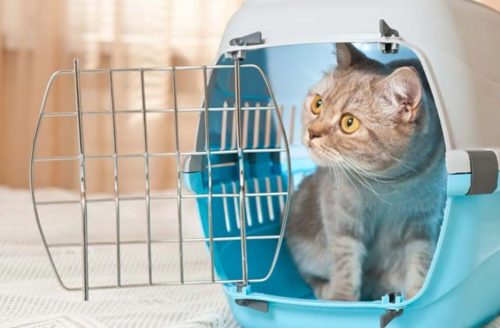 Best Cat Carriers for Nervous Cats