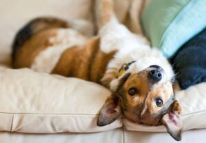 Best Couch Covers for Dogs