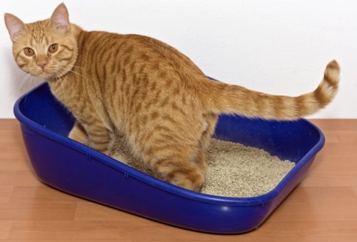 Best Lightweight Cat Litter