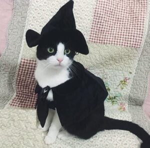 Best Halloween Costumes for Cats