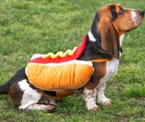 Best Dog Halloween Costumes