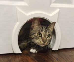 Best Cat Doors for Screens