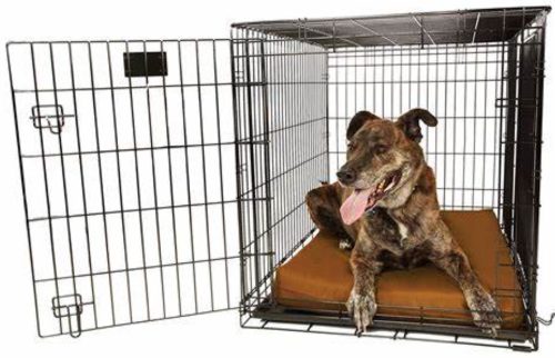 Best Dog Crate Pads for Chewers