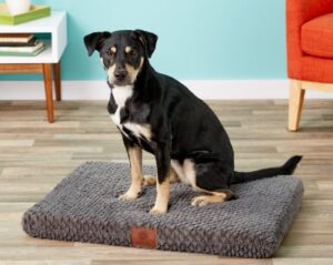 Best Dog Crate Pads for Chewers