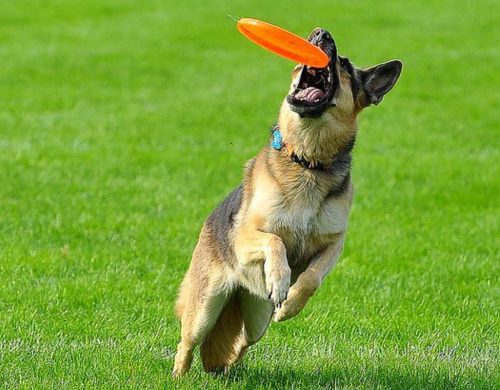 How to Teach a Dog to Catch a Frisbee