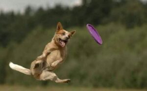 Tips For Playing Frisbee With Your Dog